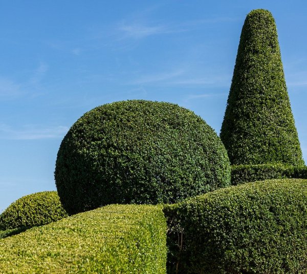 Quelles plantes choisir pour un jardin destiné à la photographie ?